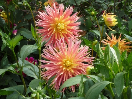 dahlias-jaune-orange2