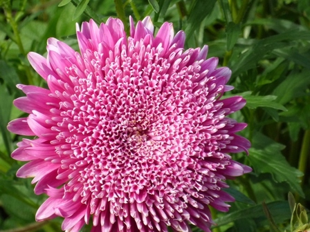 dahlias-mauve-coeurX2