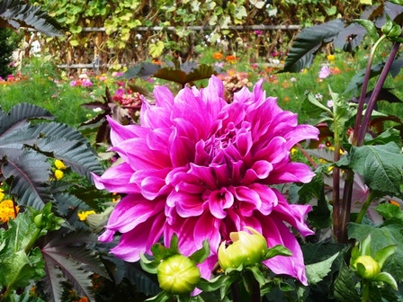 dahlias-avec-fond