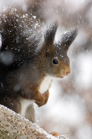 ecureuil-neige