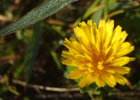 épervière piloselle