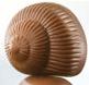 escargot_choco.JPG