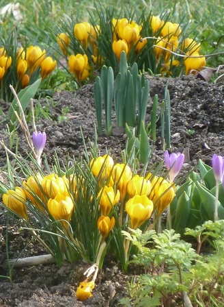 fleurs-printanières3