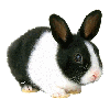 gif-lapin, janv. 2011 gif-lapin
