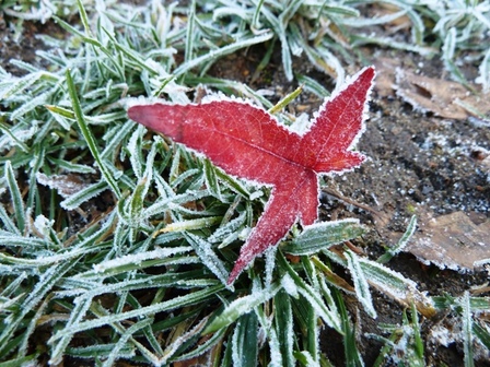 givre2, déc. 2010 givre2