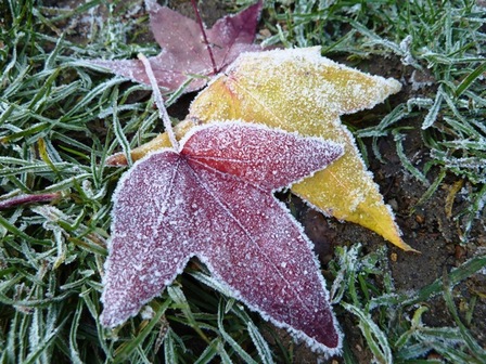 givre4, déc. 2010 givre4