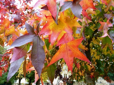 liqidembare-cour-récré