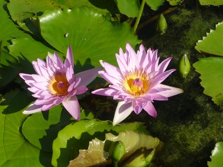 nénuphars, août 2010 nénuphars