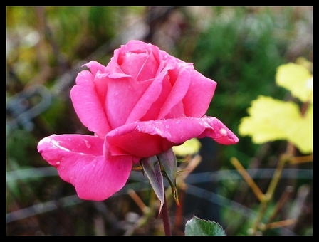 rose-chateau 3, nov. 2010 rose-chateau 3