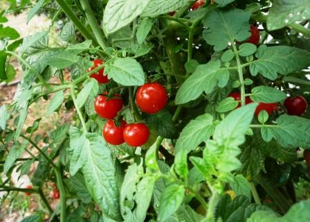 tomates cerises école, sept. 2009