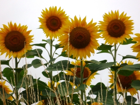 tournesols
