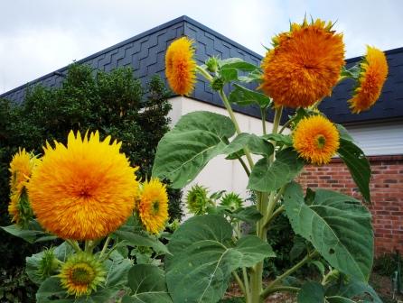 tournesols école, sept. 2009